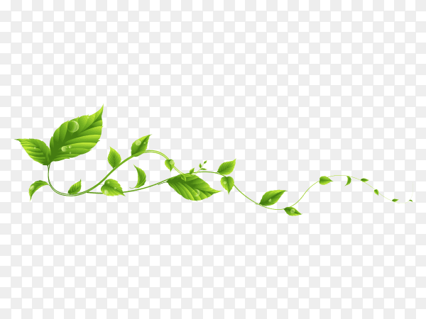Branch leaves vector PNG