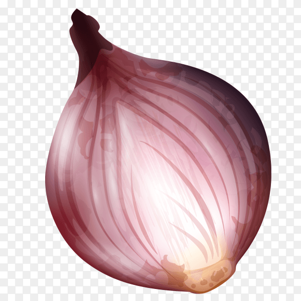 Red Onion vector PNG