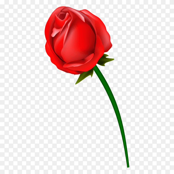 Red rose flower vector PNG