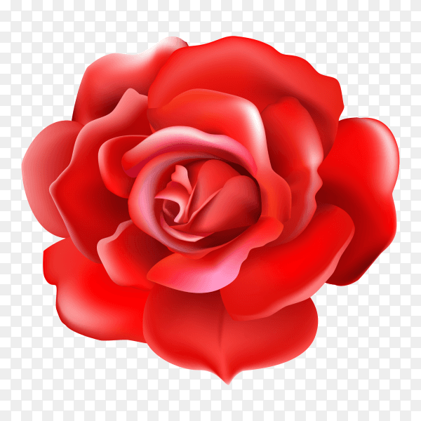 Red rose on transparent PNG