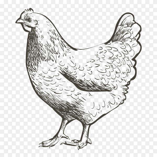 Sketch chicken clipart PNG