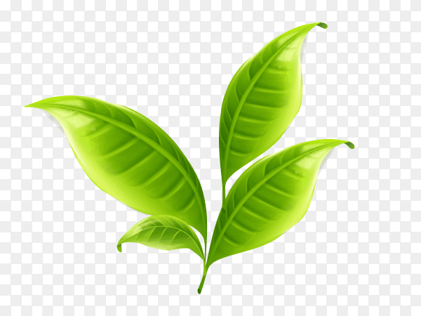 Tree leaves vector PNG