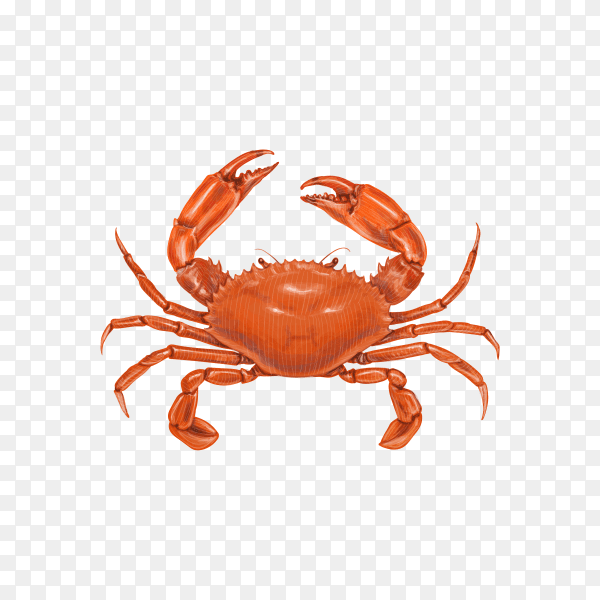 Crab isolated . Fresh seafood on transparent background PNG