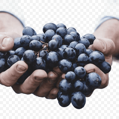 Fresh Blue Grapes PNG Image with Transparent Background