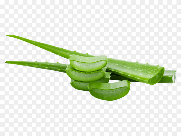 Aloe vera fresh leaf transparent background PNG