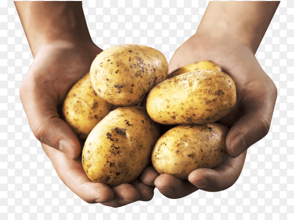 Hands holding potatoes on transparent background PNG