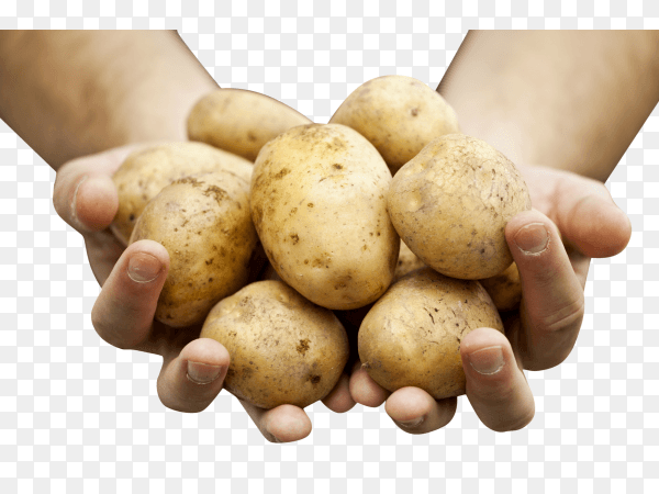 Hands holding potatoes transparent PNG