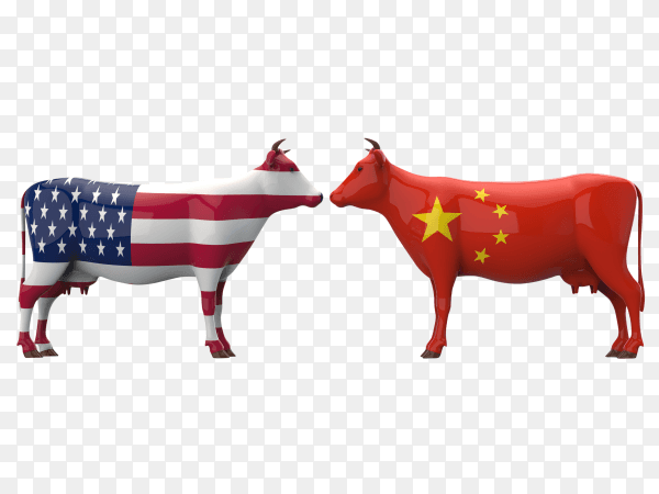 American cows verses chinese cows vector PNG