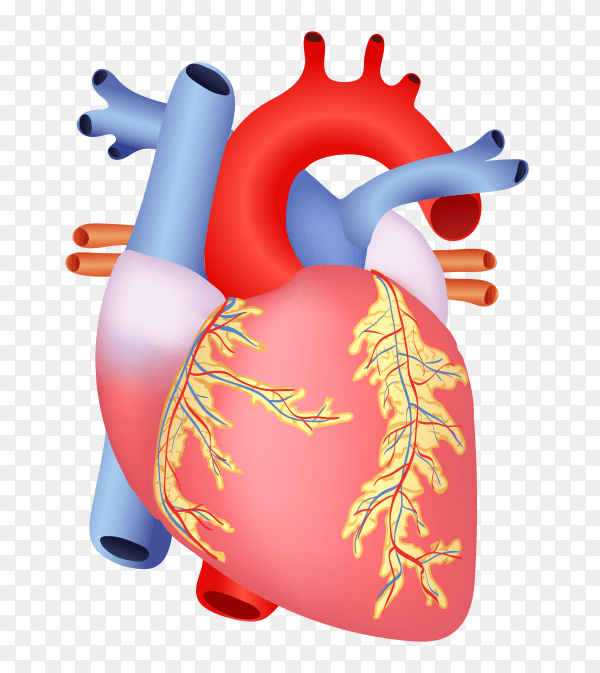 Colored heart with coronary arteries on transparent PNG