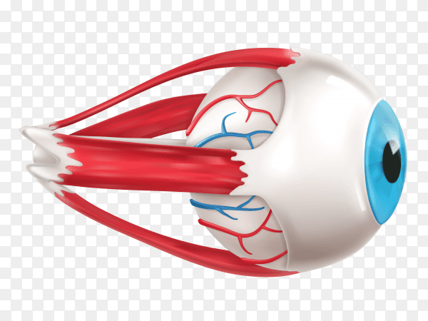 Eye anatomy details clipart PNG
