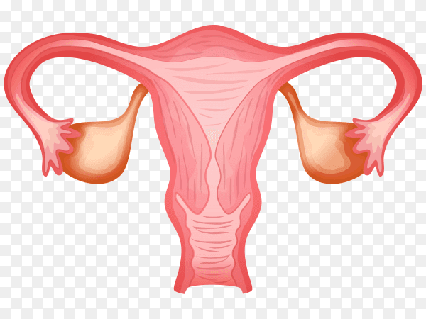 Female Uterus on transparent PNG