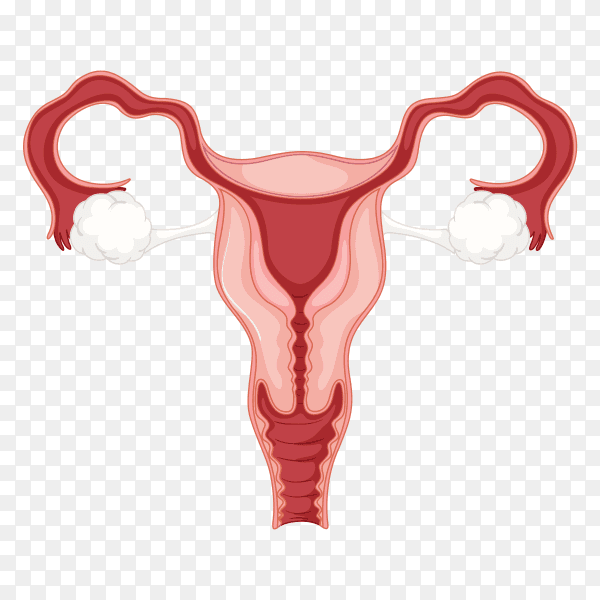 Female reproductive system Clipart PNG