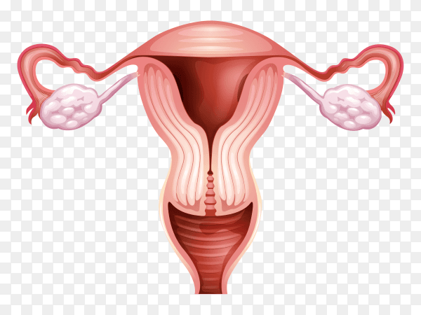Female reproductive system parts vector PNG