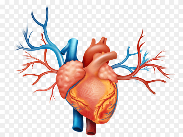 Heart different arteries on transparent PNG