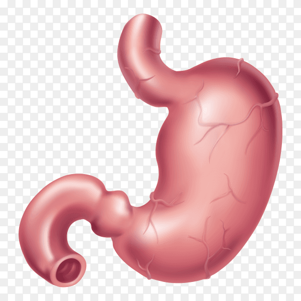 Human being Stomach anatomy shape on transparent background PNG