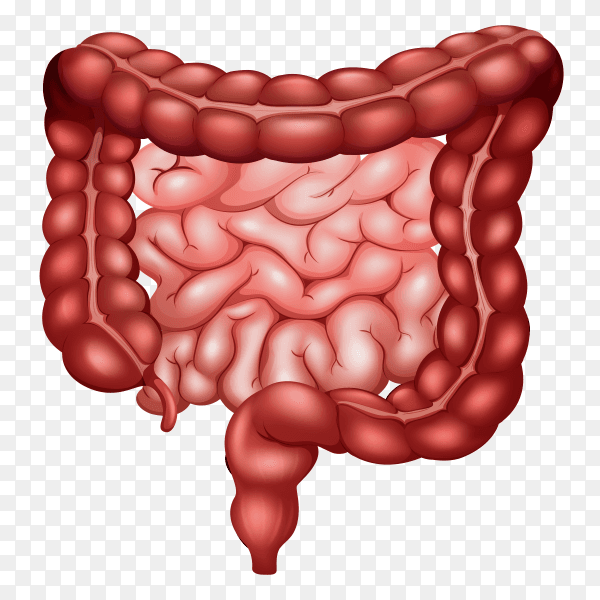 Human being bowels vector PNG