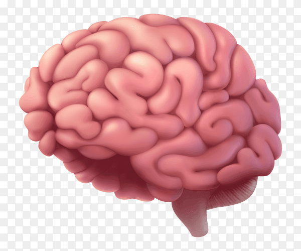 Human being brain on transparent background PNG