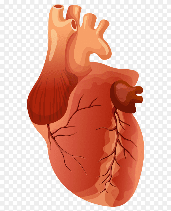 Human being heart clipart PNG