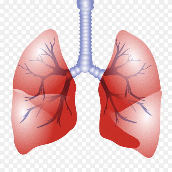 Lungs with arteries clipart PNG