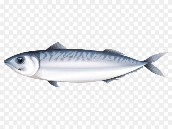 Salmon fish on transparent background PNG