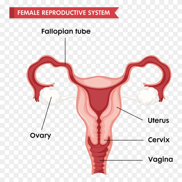 Scientific shape for Uterus and reproductive system Clipart PNG
