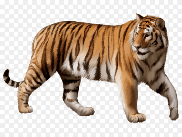 Tiger Cartoon on transparent background PNG