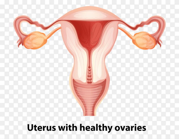 Uterus with healthy ovaries on transparent PNG