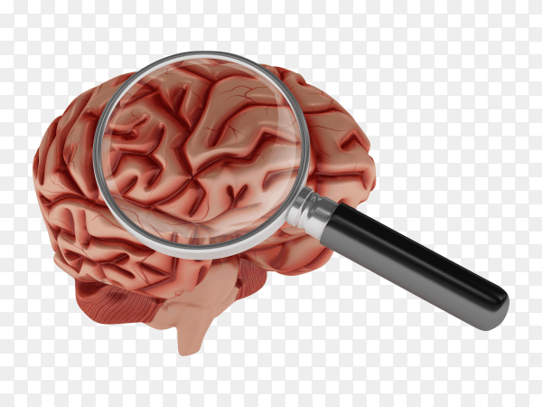 3D cartoon human brain with loupe on transparent background PNG