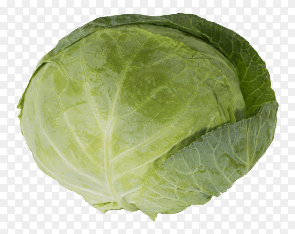 A large green cabbage on transparent background PNG