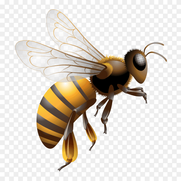 Cartoon bee isolated on transparent background PNG