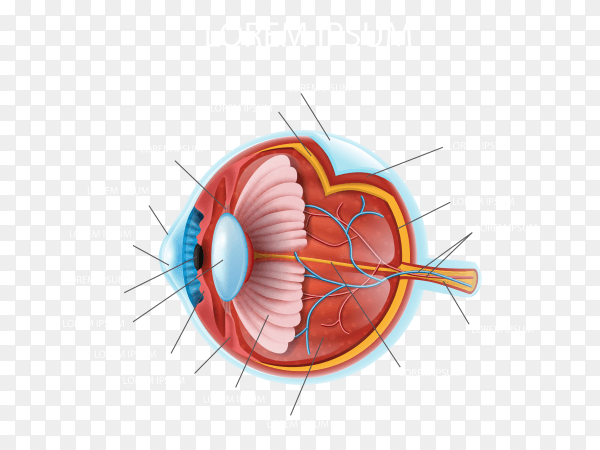 Eye anatomy details Premium vector PNG
