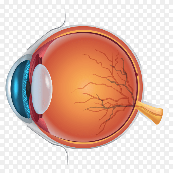 Eye anatomy details clipart PNG