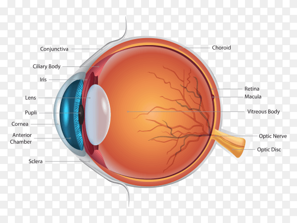 Eye anatomy details on transparent background PNG