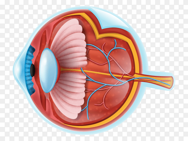 Eye anatomy details vector PNG