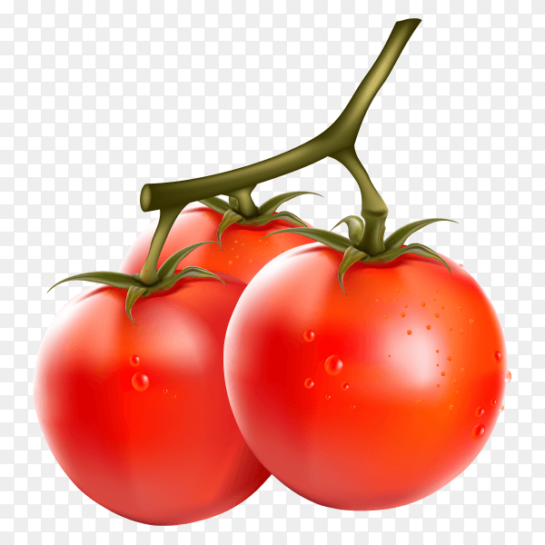 Fresh red tomatos on transparent background PNG