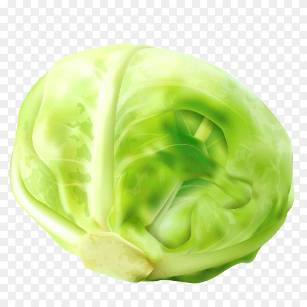 Green cabbage on transparent background PNG