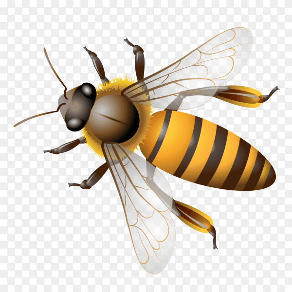 Bee cartoon on transparent background PNG