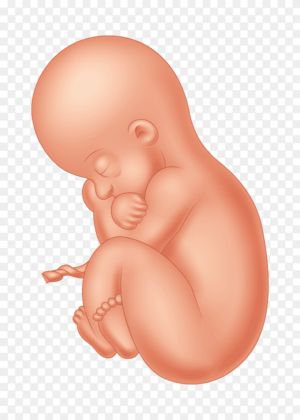 Human fetus medical concept graphic and scientific Premium vector PNG