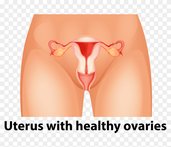Illustration uterus with healthy ovaries on transparent background PNG