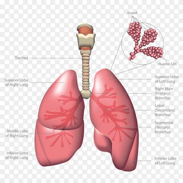 Lungs Presentation on transparent background PNG