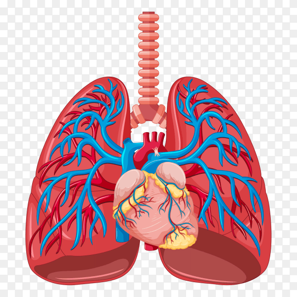 Lungs with arteries clipart PNG