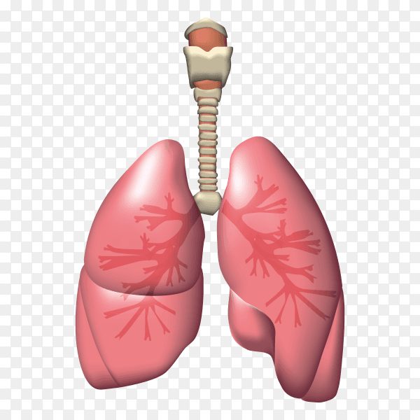 Natural color of lungs vector PNG