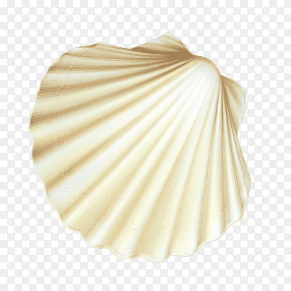 Closed white scallop seashell on coral Clipart PNG