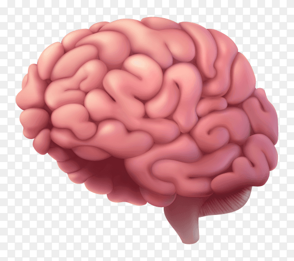 Brain isolated on transparent background PNG