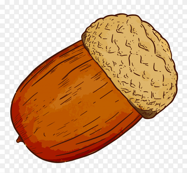 Acorn hand draw isolated illustration premium vector PNG