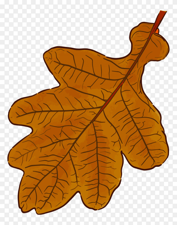 Acorn leaf illustration on transparent background PNG