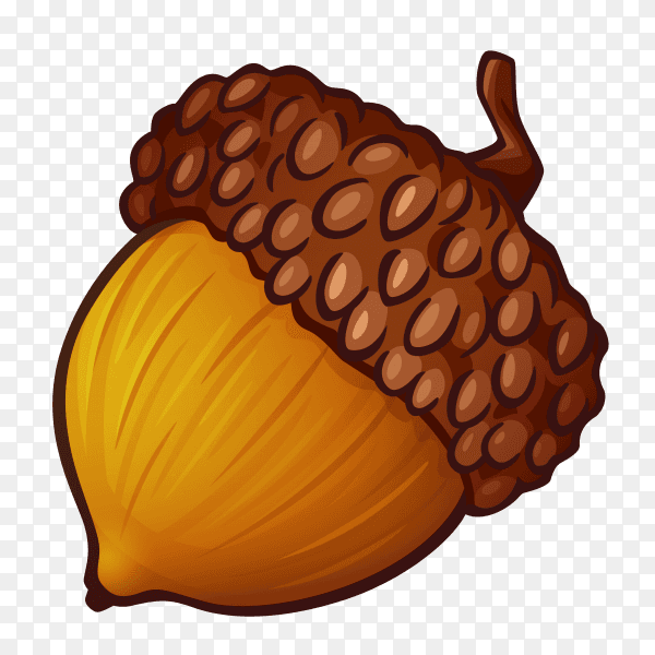 Acorn with brown hat on transparent background PNG