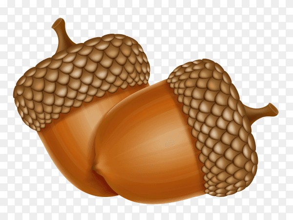 Autumn oak acorns illustration on transparent background PNG