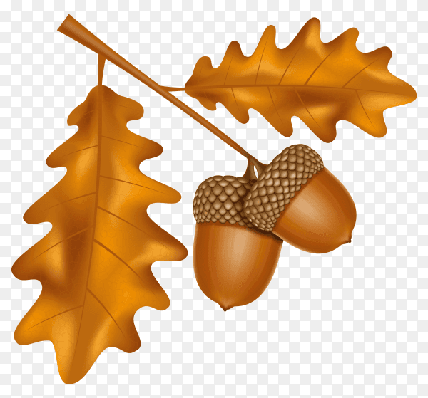 Autumn oak acorns with leaves illustration premium vector PNG
