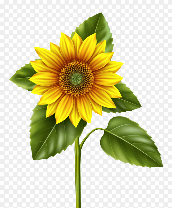 Beautiful Sunflower illustration on transparent background PNG